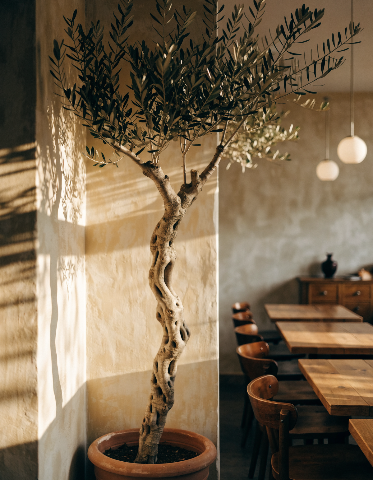 Artificial olive tree in a terracotta pot in a Mediterranean restaurant