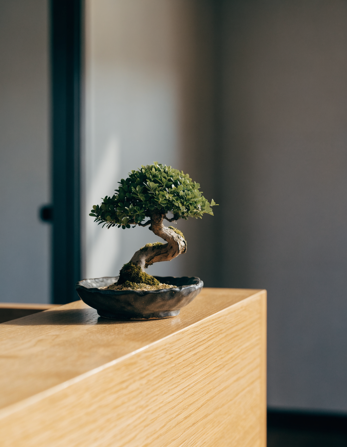 Small artificial bonsai tree in a ceramic dish on an oak counter