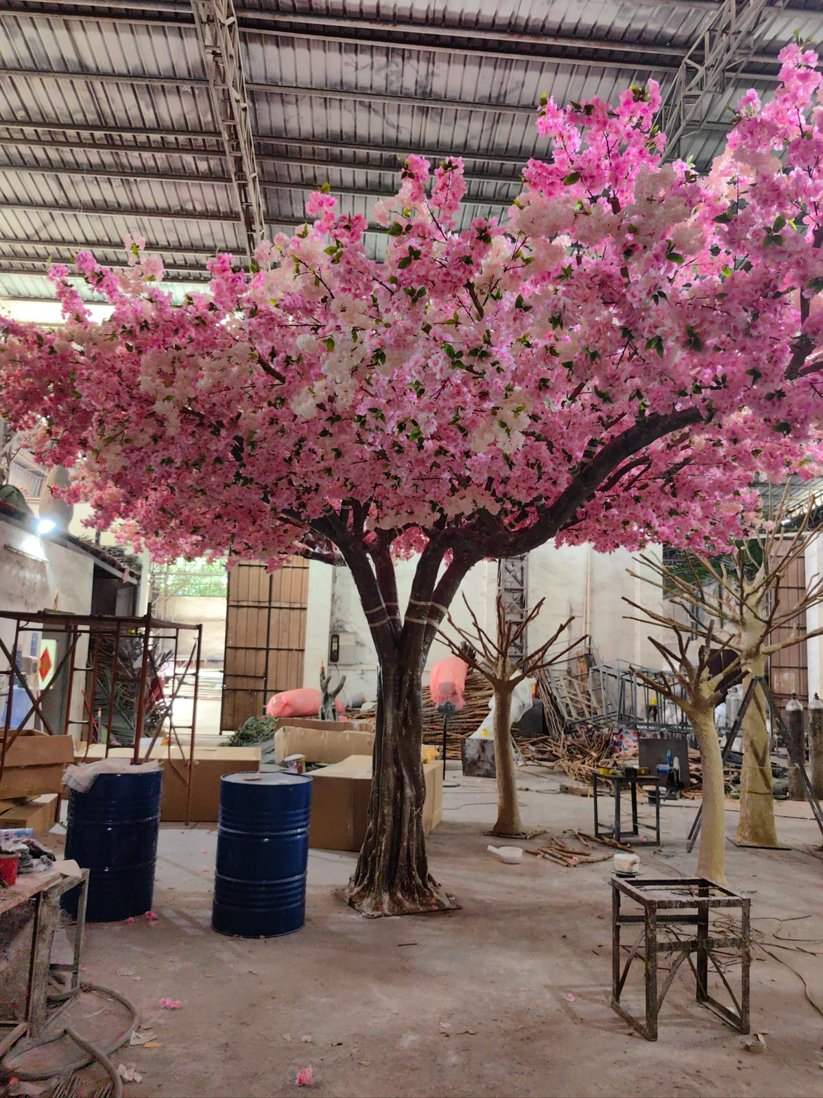Close-up of the sakura blossoms clustered thickly along the branch tips