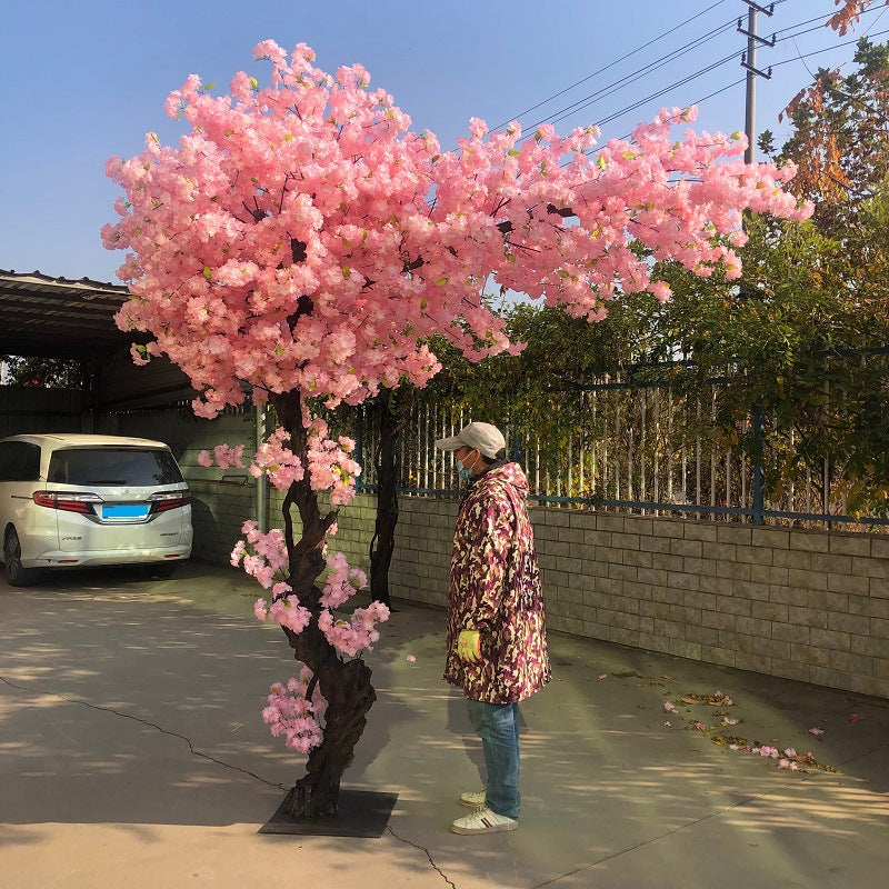 Base of the 3m cherry blossom tree where the trunk meets its planter