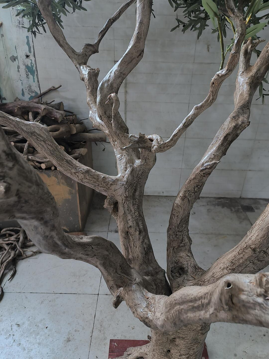 The 10ft olive tree in a home interior standing beside a sofa and window