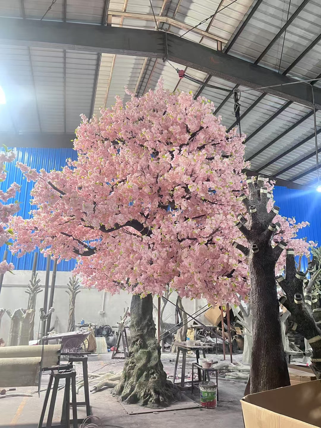Close-up of the sakura blossoms clustered along each of the fine outer twigs