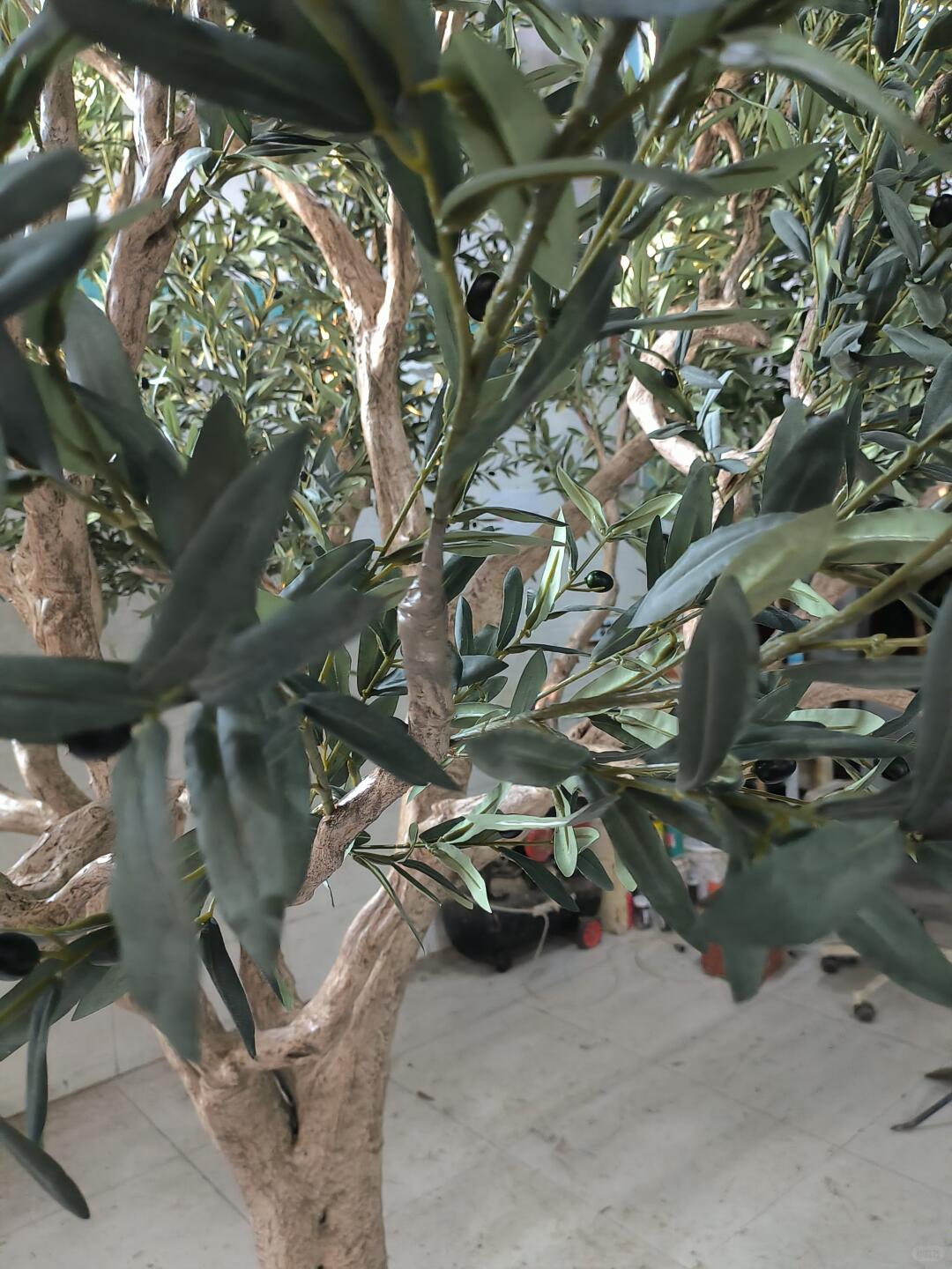 The crown of the 10ft olive tree seen from below against the ceiling