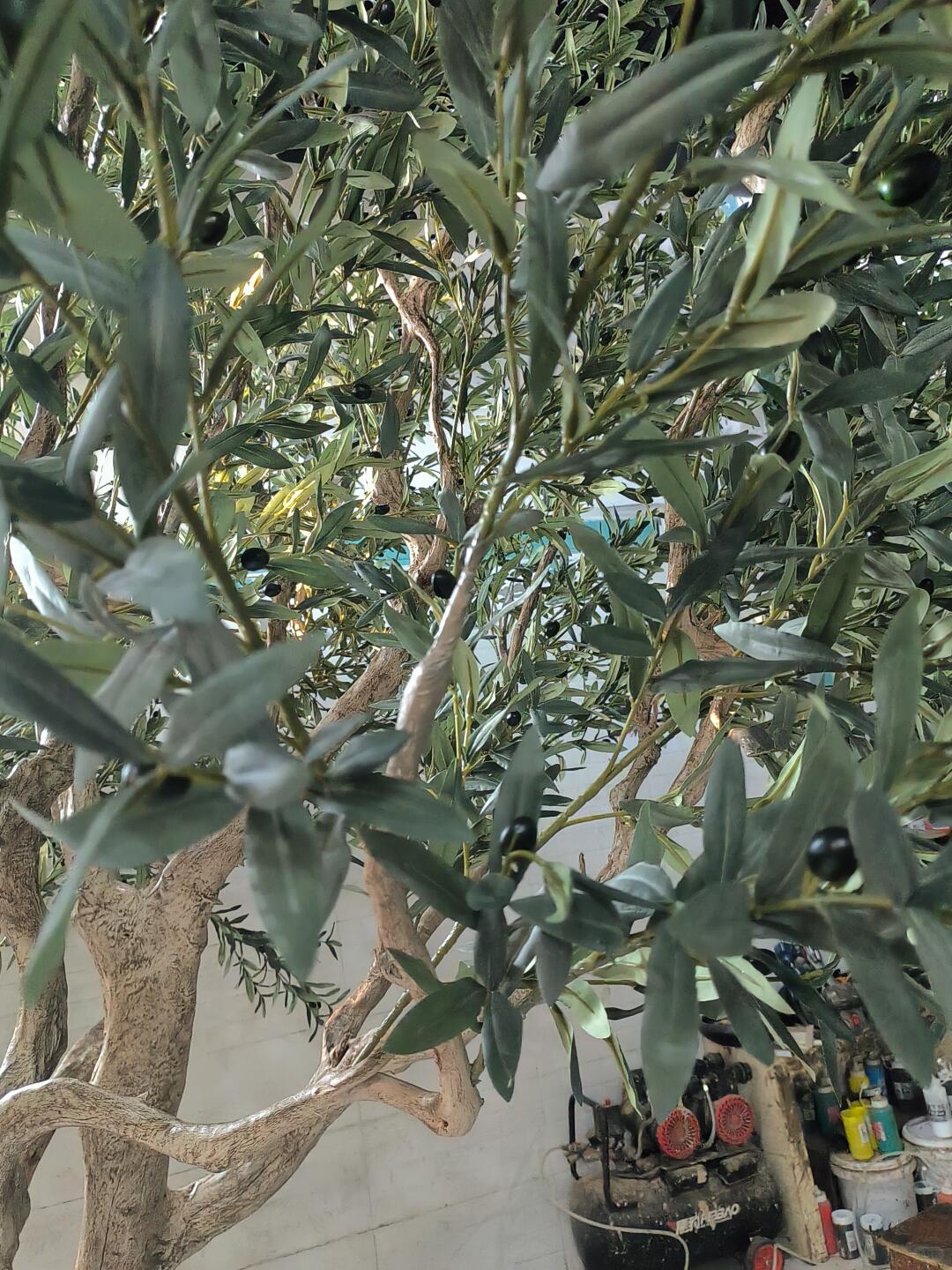 The trunk splitting into its main limbs partway up the 10ft olive tree