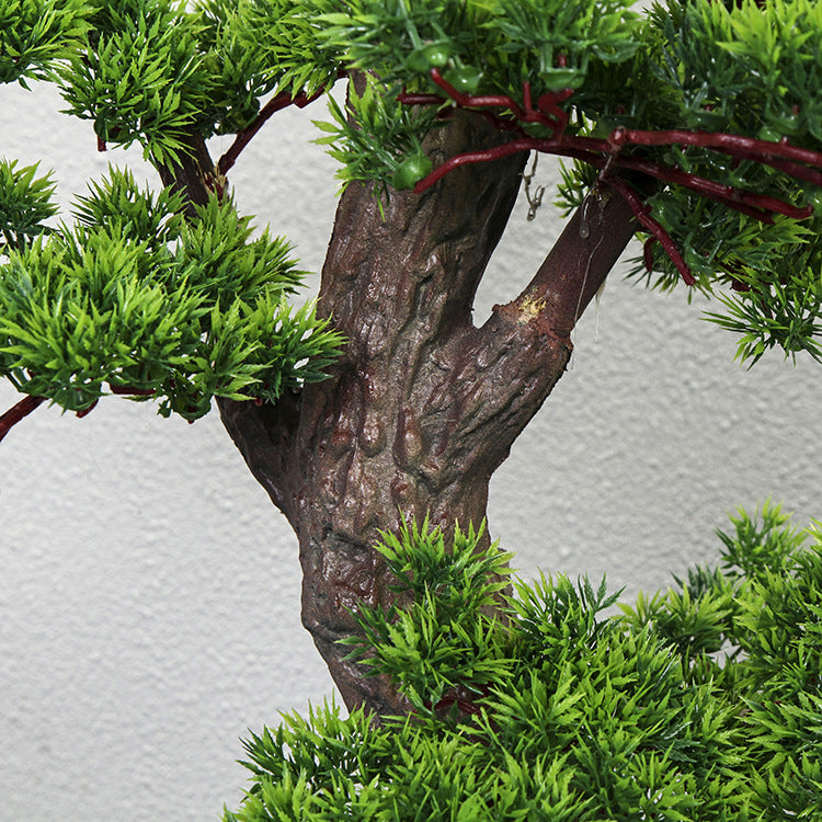 The trained trunk of the welcome pine curving out and up from the base of the tree