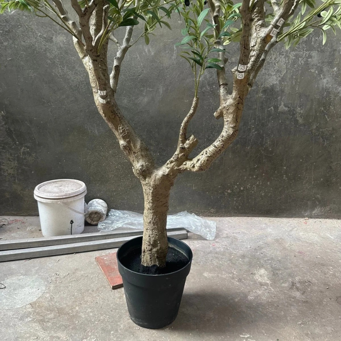 The 7ft olive tree in a hotel lobby standing beside a pair of lounge chairs