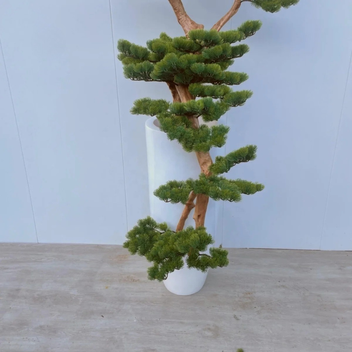 Artificial podocarpus bonsai 220cm tall, cedar-style branches layered into pads