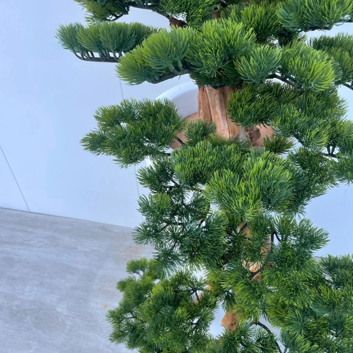 The 220cm podocarpus bonsai in a hotel lobby standing beside a seating group