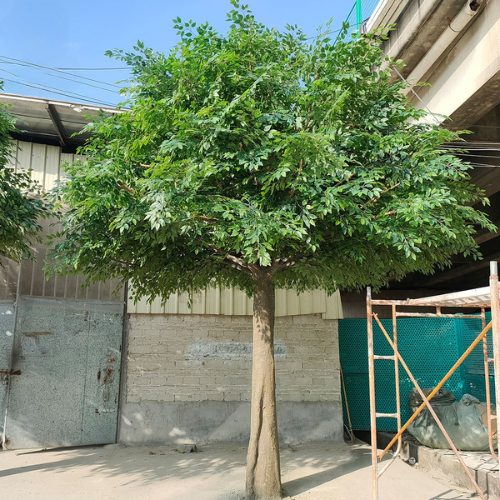 Large artificial ficus tree with dense foliage on a moulded fibreglass trunk