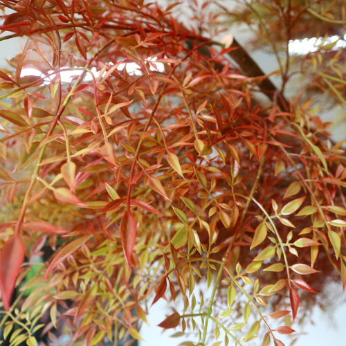 Close-up of the nandina leaves showing the slim leaflets and red-tinged tips