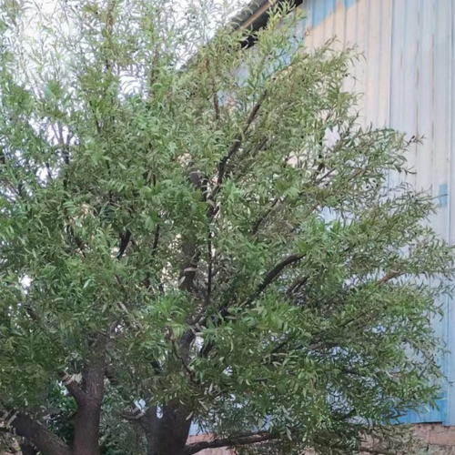 The trunk of the faux olive tree, moulded with gnarled olive bark texture