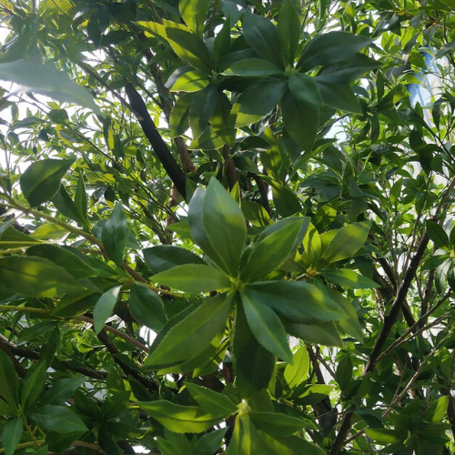 The trunk and branch frame of the osmanthus beneath its evergreen crown