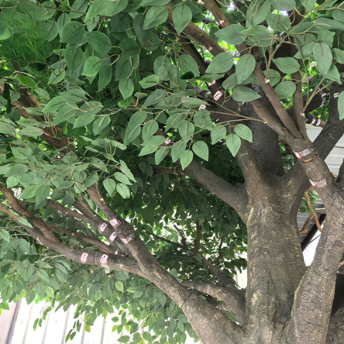 Close-up of the ficus leaves showing the glossy oval blades and deep green