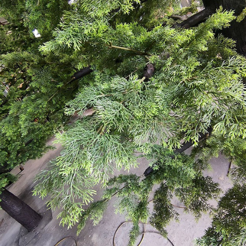 The straight trunk of the metasequoia, textured with fibrous ridged bark
