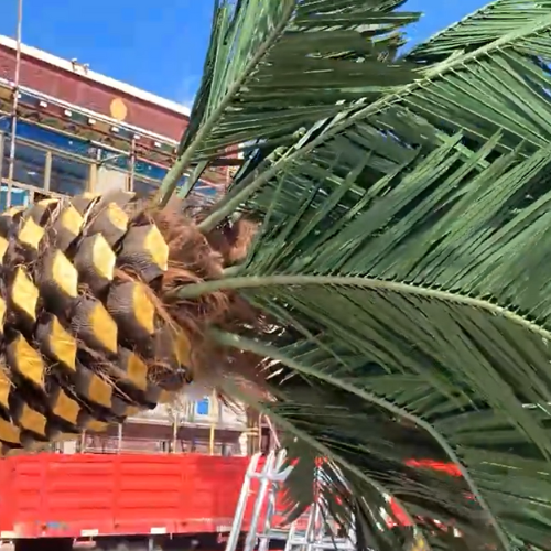 The ringed trunk of the coconut palm, textured like real palm bark