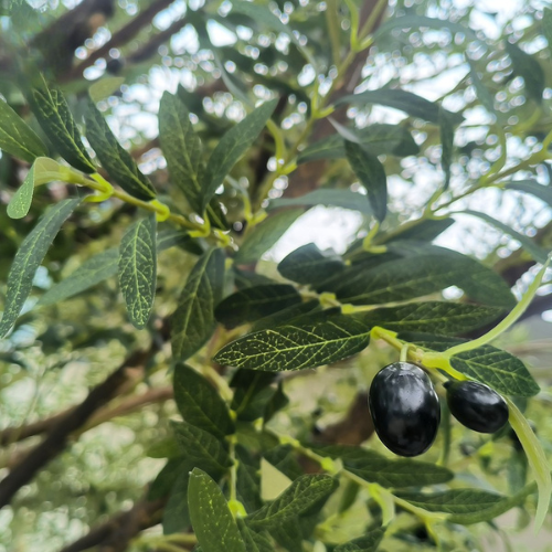 Close-up of the olive leaves showing the narrow blades and two-tone colouring