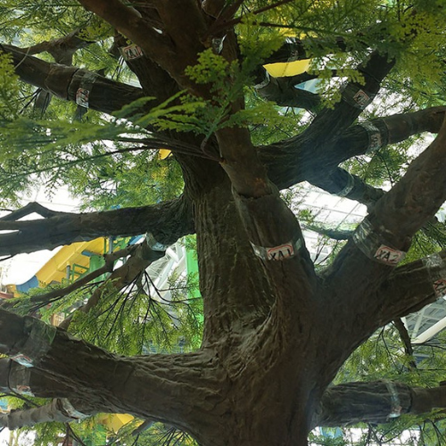 The metasequoia planted outdoors as a tall landscaping feature tree