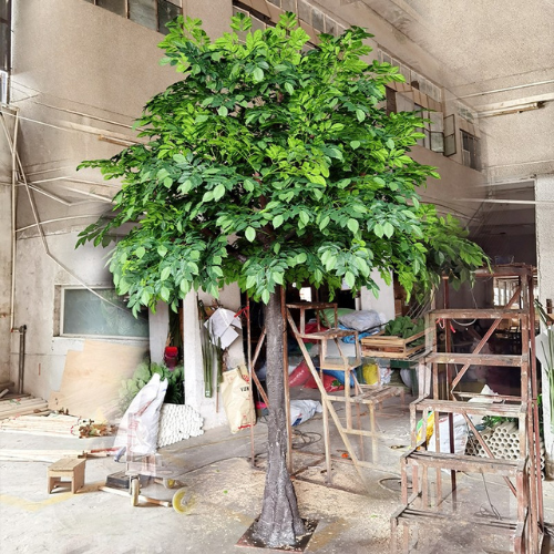The ficus tree used indoors as a decorative feature beside a plain wall