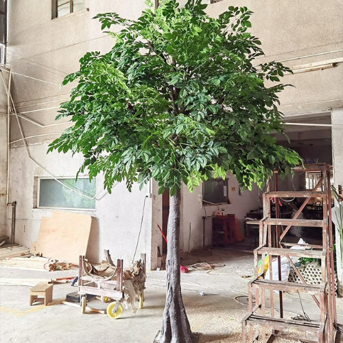 The tall banyan planted in a garden as a spreading landscape feature