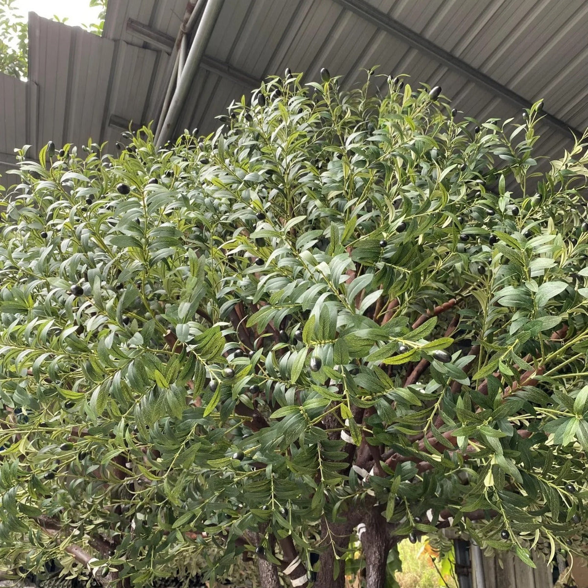 The 12ft olive tree used outdoors on a terrace standing beside seating