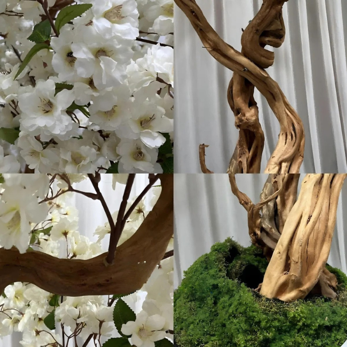 Close-up of the pink and white sakura flowers clustered along the fine twigs