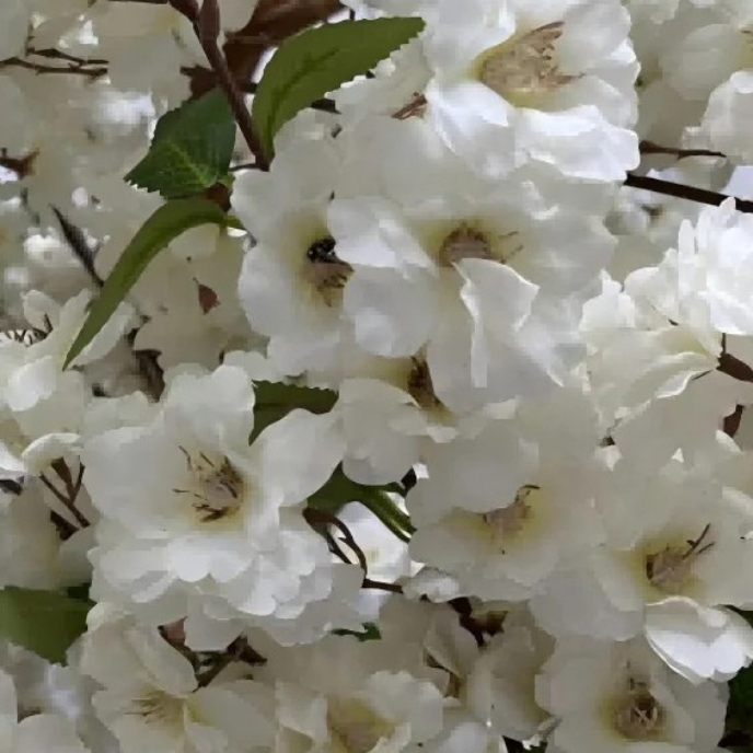 The trunk and branch frame of the blossom tree showing beneath the flowers