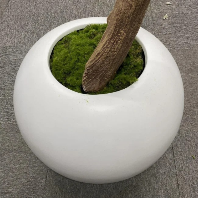 The white blossom bonsai used outdoors beside a paved garden terrace