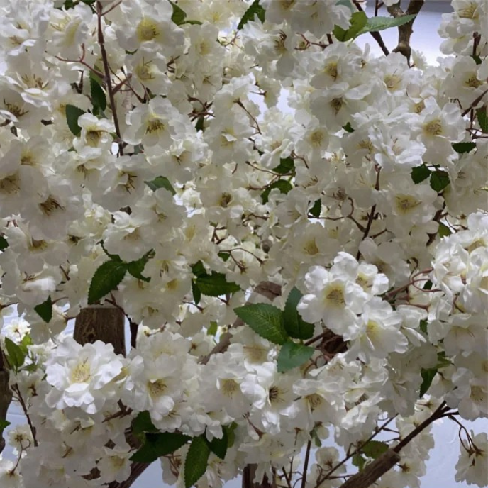 Close-up of the white sakura blossoms showing the notched petals and stamens