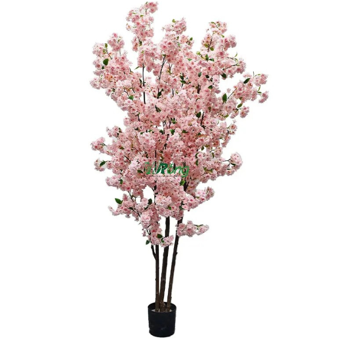 The trunk and branch frame of the blossom tree beneath its flowering crown