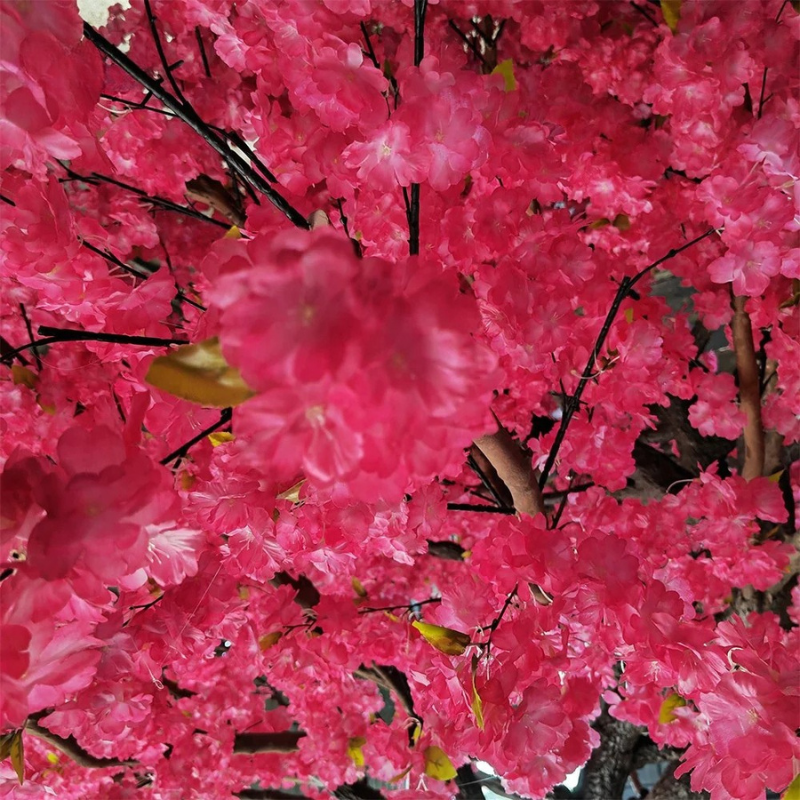 The blossom tree indoors, flowers spreading high above the floor below