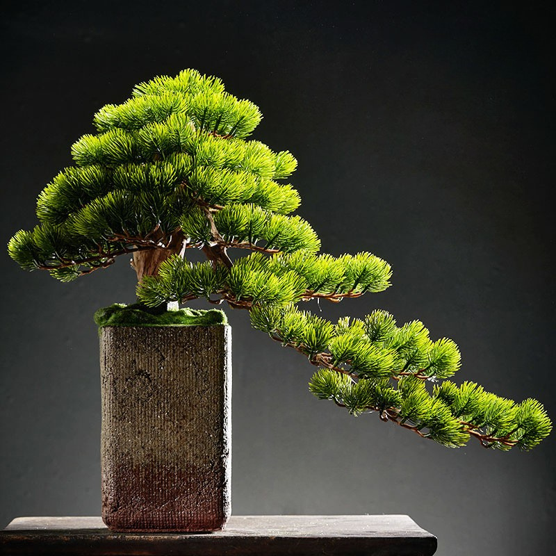 Needle tips of the pine foliage, fine and splayed slightly at the ends