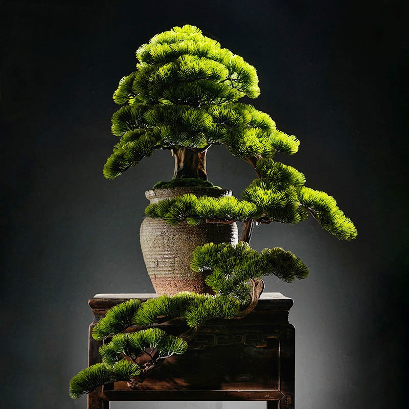 The moss and pebble finish across the potting surface of the bonsai