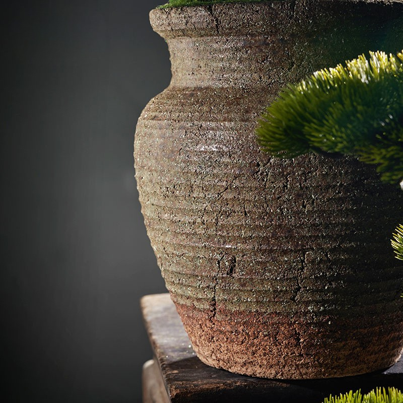 The pine bonsai shown next to a hand to give a sense of its size