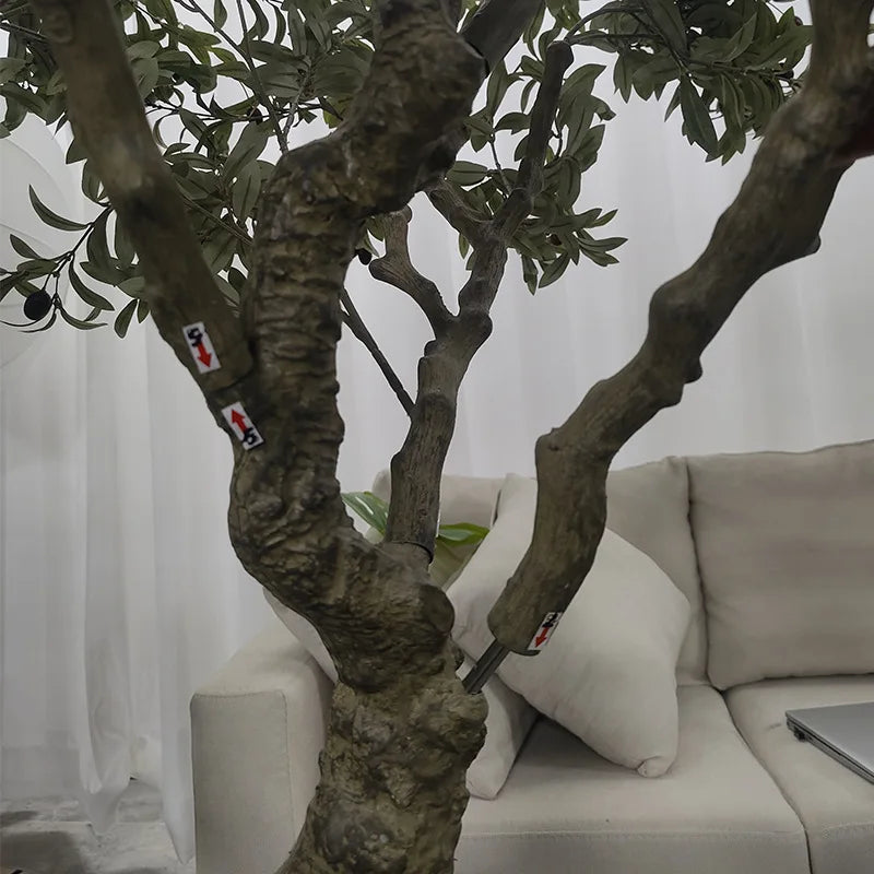 The Y-shaped trunk of the 2.4m olive tree splitting into two main limbs