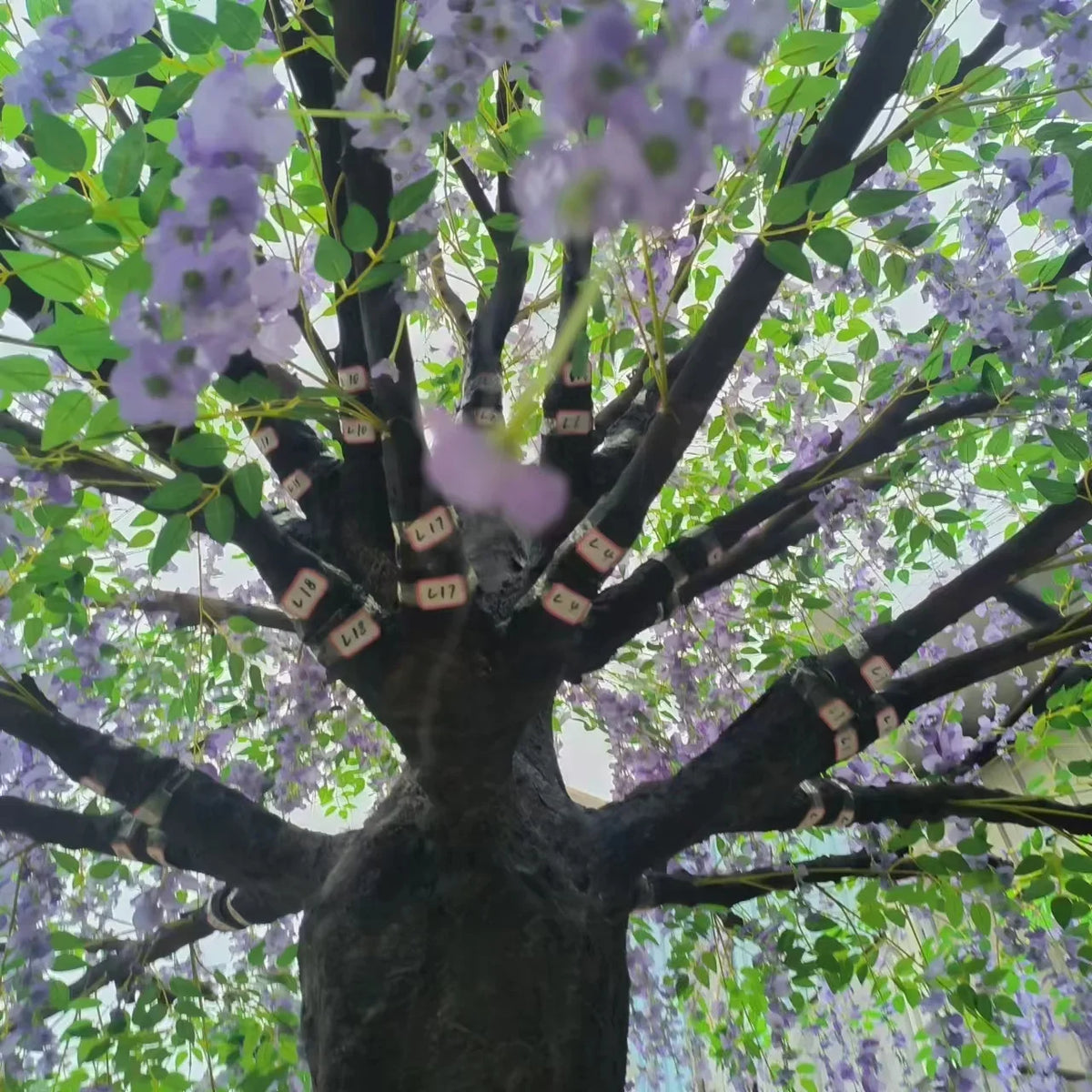 The 3.5m wisteria used as an indoor display high above a lobby floor