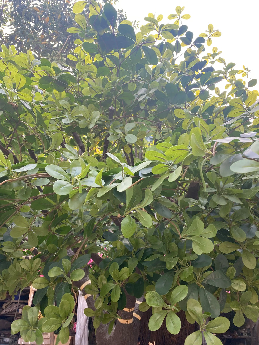 Close-up of the ficus leaves showing their glossy oval shape and deep green