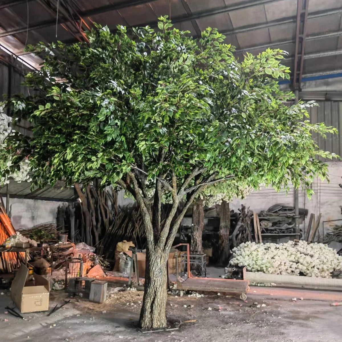 Base of the 13ft banyan tree where the trunk sets down into the ground