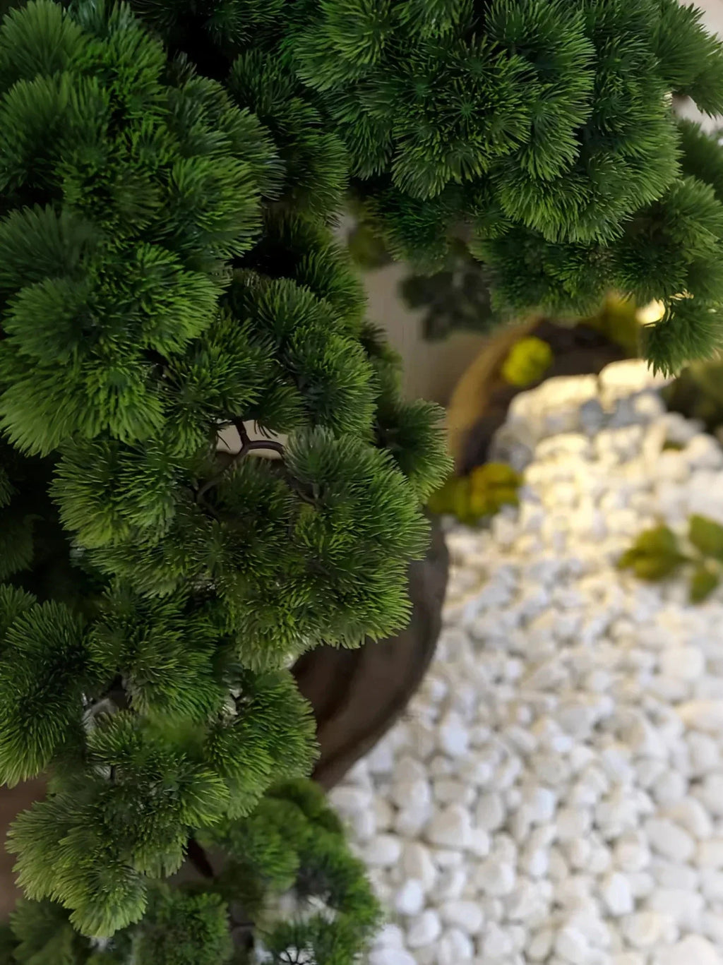 Branch pads of the bonsai seen from above, opening out in staggered tiers