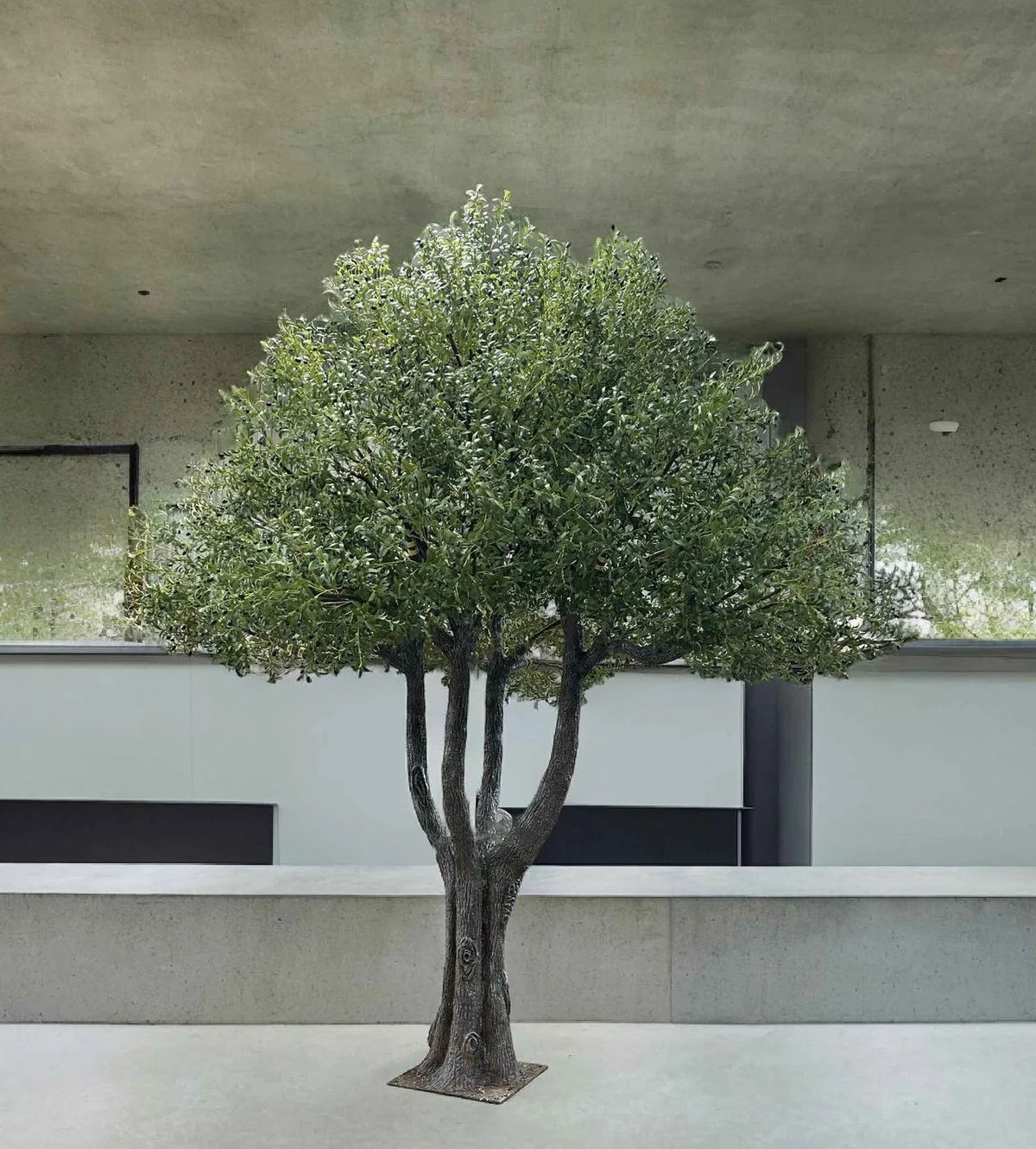 The 10ft olive tree used indoors as a tall feature plant in a corner