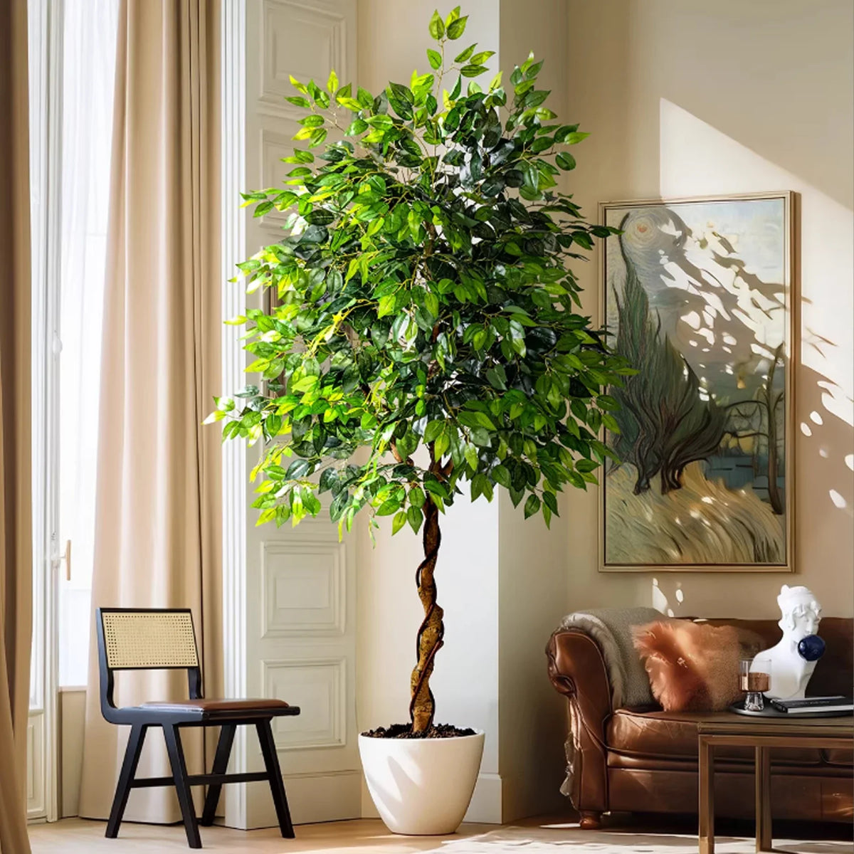 The slim trunk of the 7ft ficus benjamina rising into its leafy crown