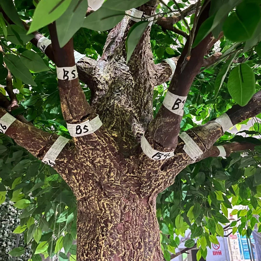 The banyan trunk with its aerial roots running down towards the base of the tree