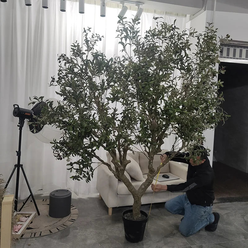 Foliage sprays of the olive layered along the upper limbs of the Y-shaped trunk