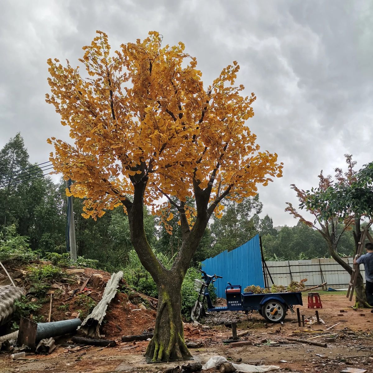 Base of the ginkgo tree where the natural wood trunk meets its planter