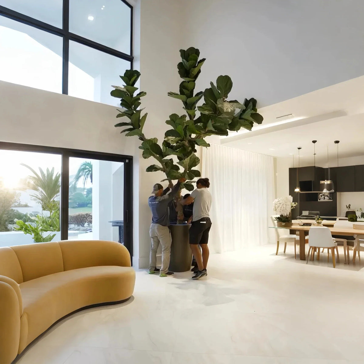The 10ft fig tree in an interior, its leaves reaching high up the wall