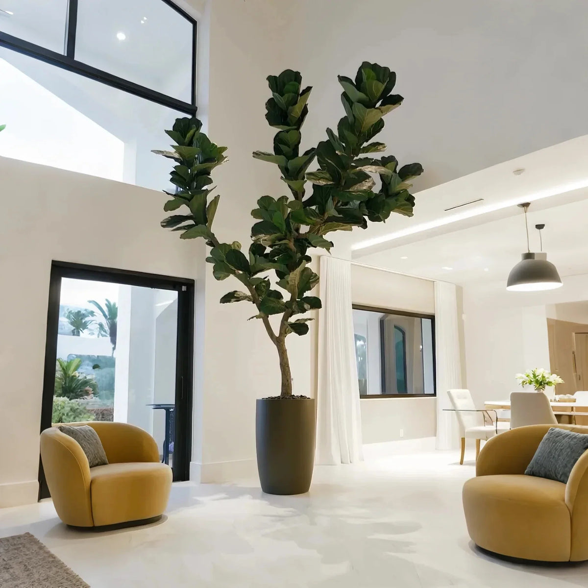 The tall stems of the 3m fiddle leaf fig rising together out of the pot