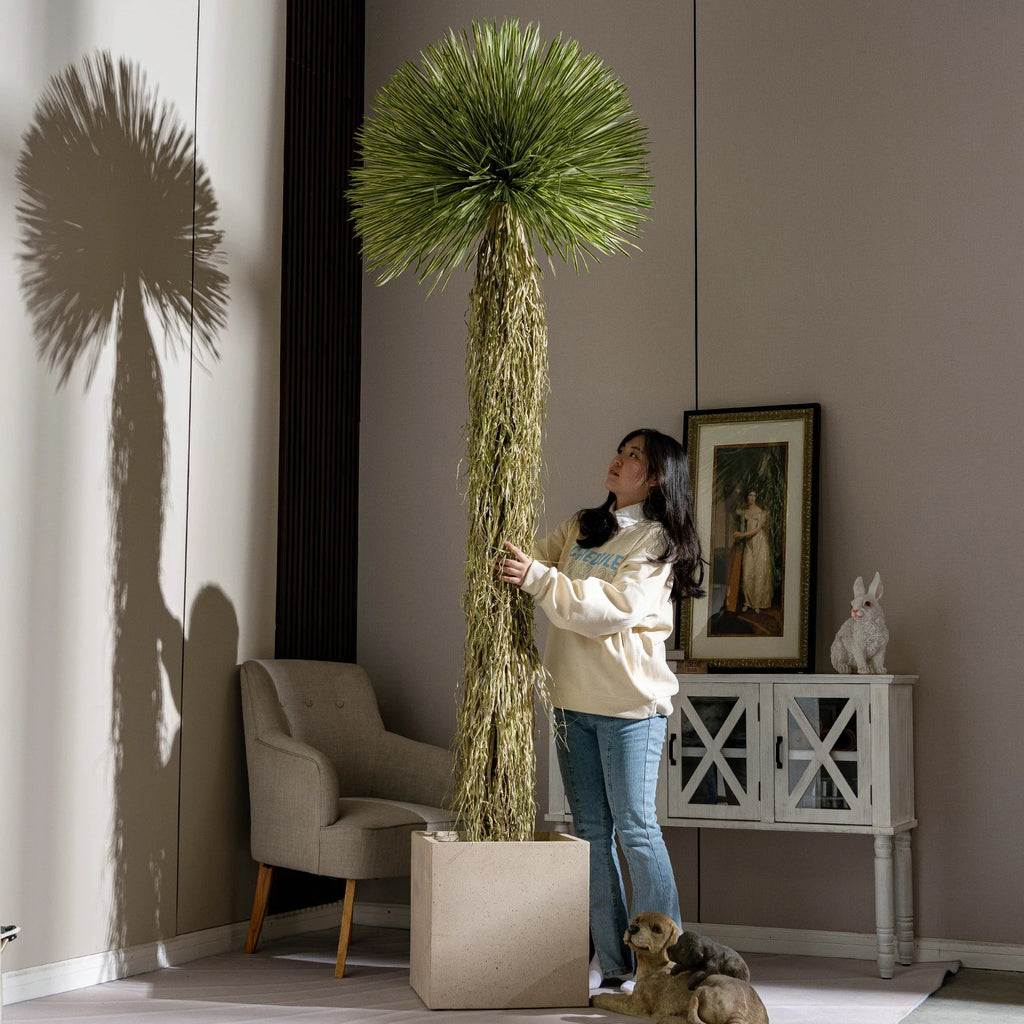 Leaf crowns of the dracaena seen from above, fanning out from each stem