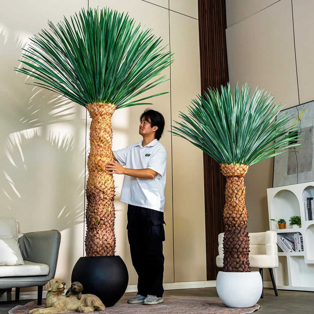 The 6ft and 8.5ft dracaena trees shown together for height comparison