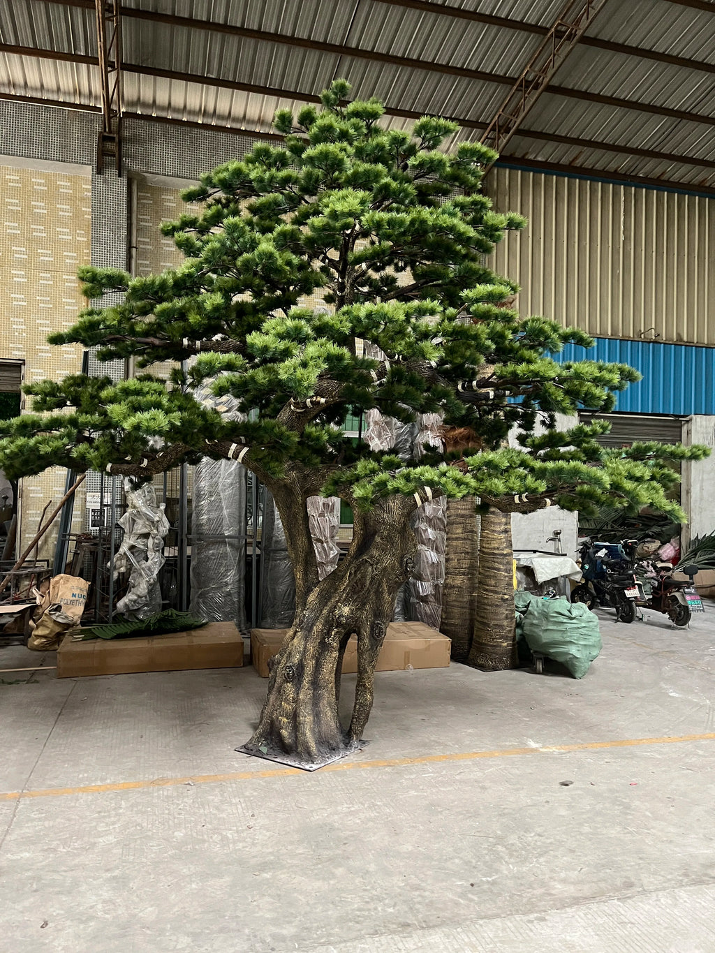 Branch tiers of the 3.5m pine opening out in layers from the central trunk