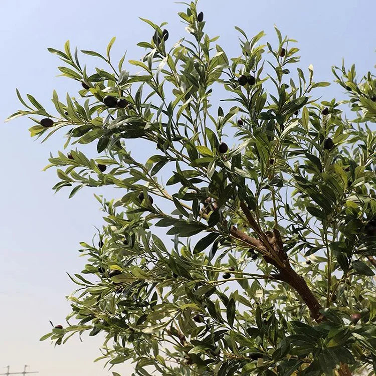Close-up of the black olive leaves, small and glossy along each fine stem