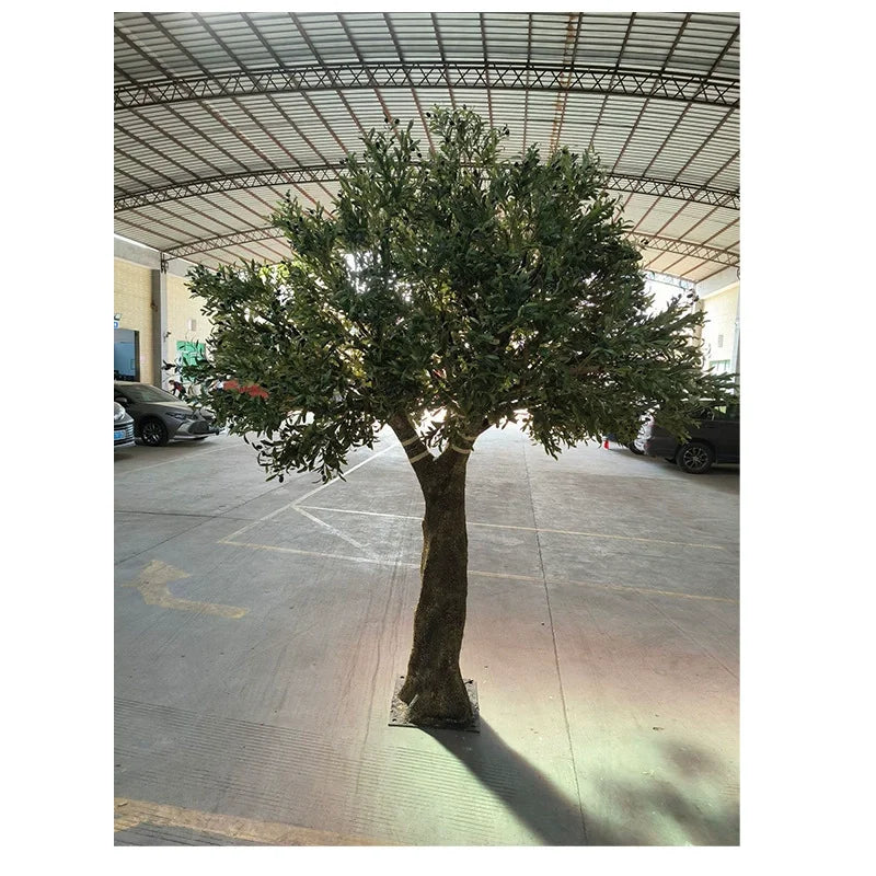 The 10ft olive tree in a commercial lobby, canopy spreading above the floor